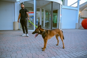 Unidad canino di polis a ricibi dos cacho nobo 