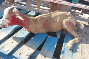 Cunukeronan rabia cu cachonan di caya ta masacra nan cria di bestia, kier pa bin cu impuesto pa cacho
