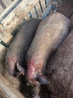 Cunukeronan rabia cu cachonan di caya ta masacra nan cria di bestia, kier pa bin cu impuesto pa cacho