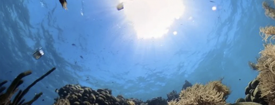 Awa di laman Caribe ta 1,07 grado mas cayente, yerba di laman grandi ta tuma control