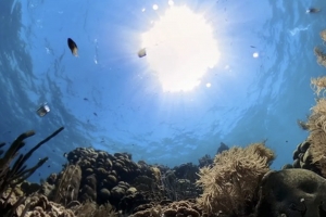 Awa di laman Caribe ta 1,07 grado mas cayente, yerba di laman grandi ta tuma control