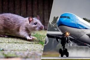 Despues di 36 ora, a logra gara djaka den avion di KLM, y e avion ta operacional atrobe!  