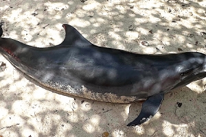 AMMF: A haya dolfijn hubenil morto riba tera na Mangel Halto   