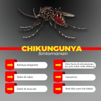 DVG: Cuidou cu brote di malesa Chikunguya si bo ta biaha pa of bin di Surnam   