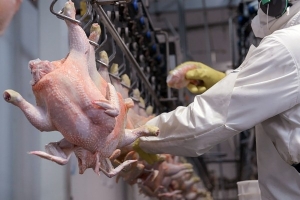 Venezuela kier exporta galiña y webo pa Aruba dentro di 5 luna