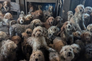  “Foto no ta AI, pero real”: 250 poodle a wordo haya den un cas na Reino Uni