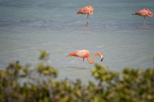 Gobierno di Hulanda ta bai apela contra desicion di clima pa Bonaire