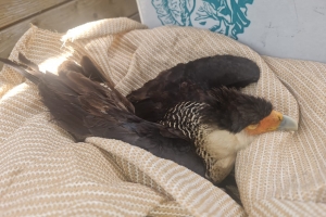 Caso di Warawara  venena ta activa alarma: Aruba mester pone control riba toxiconan awor