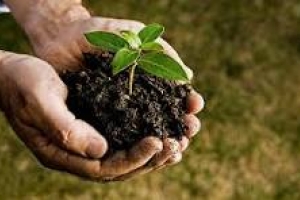 Alarma pa Aruba: falta di tecnologia moderno ta pone salud di planta y siguridad alimentario na riesgo