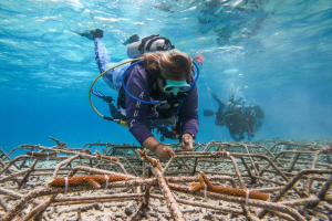 TUI Sea the Change Aruba ta combina restauracion di coral cu turismo sostenible