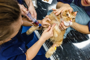 Gobierno Hulandes kier frena costo halto di veterinario, pero ainda no tin medida concreto