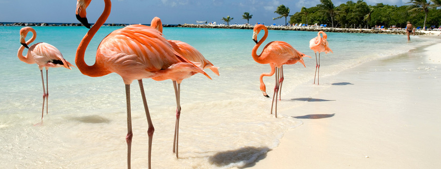Airfare Promotions Put Aruba on Brazilian Tourists' Radar