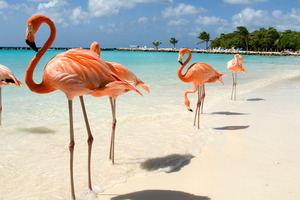 Voordeelvluchten versterken belangstelling van Braziliaanse toeristen voor Aruba