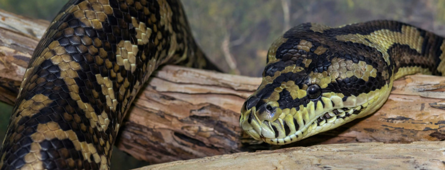 Canadian woman caught smuggling python in her bra at Schiphol Airport