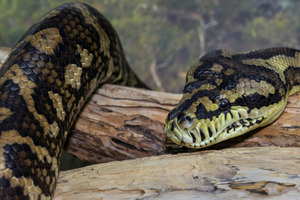 Pasahero ta purba pasa cu python den su BH na Schiphol