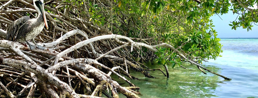 UNESCO designation puts mangrove conservation at heart of Aruba's future