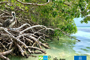 UNESCO-status versterkt bescherming van mangrovebossen op Aruba