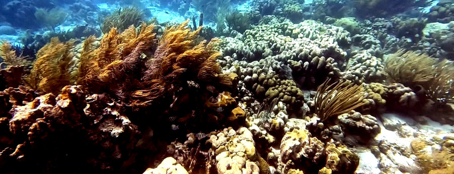 Bonaire's Coral Reefs Near Collapse: Less Than 10% Remains