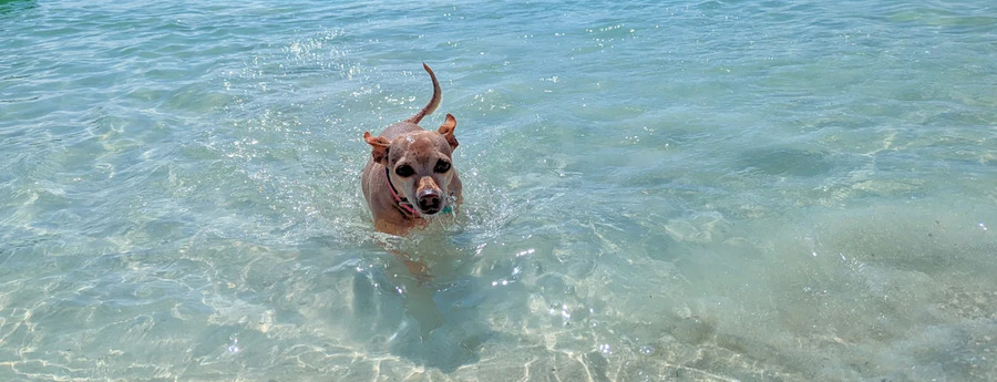 Aruba Named One of the Best Destinations for Traveling With Your Dog