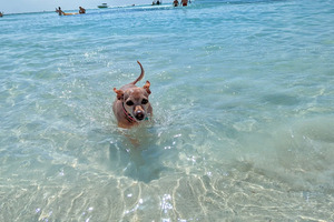 Aruba named one of the best destinations for solo travel with a dog
