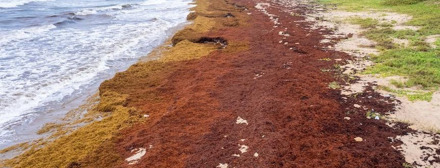 Aruba Remains One of the Best Destinations to Avoid Sargassum