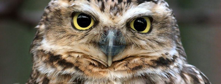 Aruba Hosts First International Conference to Protect the Shoco Owl