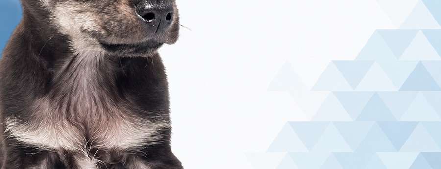 DVG Reminds Aruba Pet Owners: Proper Animal Care Is a Legal Duty