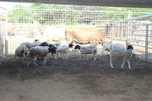 Aruba renews livestock breeding with 64 new animals