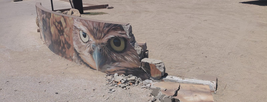 Aruba's Endangered Shoco Owl Can't Catch a Break as Car Destroys Mural