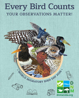 Aruba's environmental agency urges public to help protect migratory birds