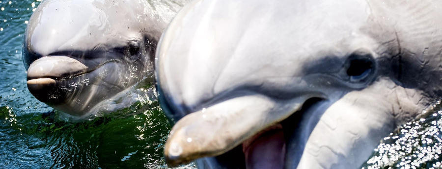 Netherlands: Government moves to phase out captive dolphin entertainment