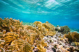  Gobierno di Aruba ta consulta pueblo tocante proteccion di lama grandi
